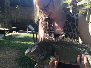 iguana